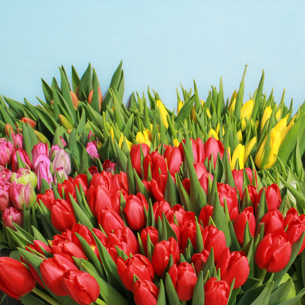 Locally Grown Tulips: Late Autumn Flowers to Brighten Your Day in South Melbourne