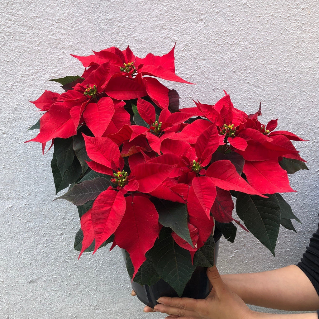 Celebrate Christmas with Azalea Flowers, South Melbourne